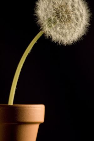 dandelionの写真素材