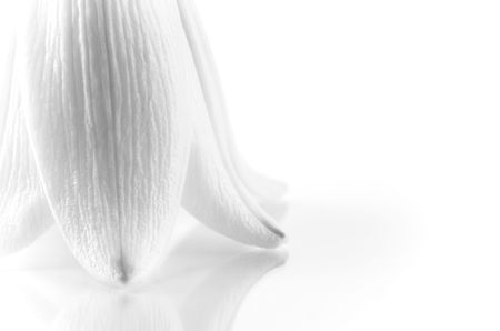 Close-up of a white lily with copy spaceの写真素材