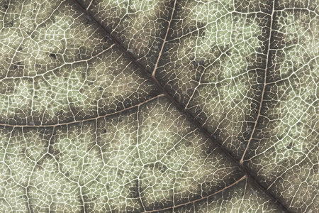 leaf texture