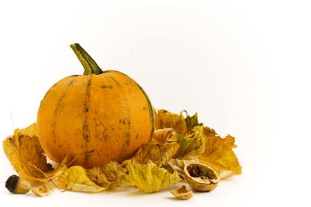 Pumpkins still life on white backgroundの写真素材