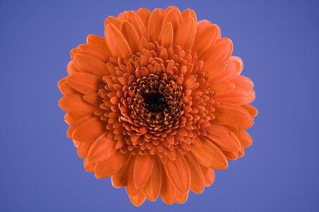 Close up of red gerbera on blue background