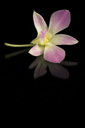 Beautiful purple orchid on black backgroundの写真素材