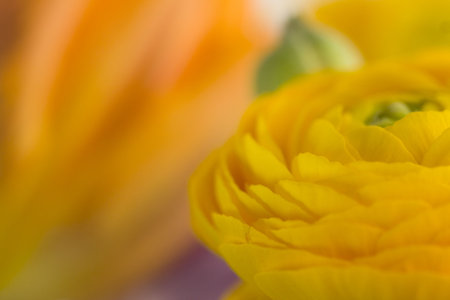 Close-up abstraction of a yellow flower. Selective focus