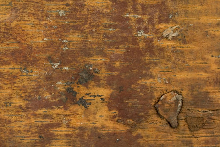 Bark of tree - texture