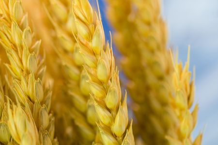 Close up of wheat. Selective focusの写真素材