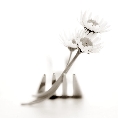 Sepia toned fork and daisies on a white backgroundの写真素材