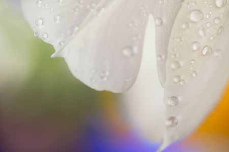 Abstract of a white tulip after a spring morning rainの写真素材