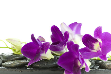 Close up of beautiful purple orchids on massage stones (white background)の写真素材