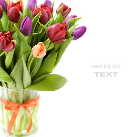 fresh tulips on white backgroundの写真素材