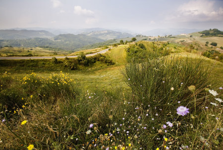 Alpine meadow wild flowers mountains