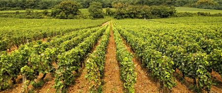 Worldwide famous Vineyard in Burgundy, France (wide view)
の写真素材