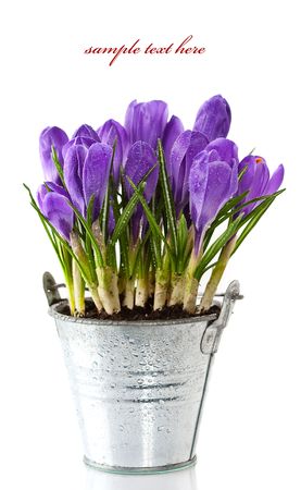 Violet crocuses in a pot over white. With sample text.の写真素材