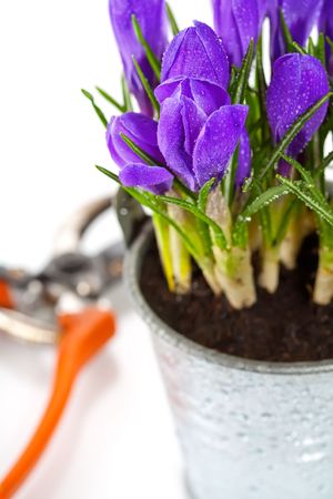 Violet crocuses in a pot over white (spring and garden concept)の写真素材