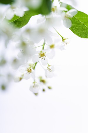 Spring cherry blossoms on white backgroundの写真素材