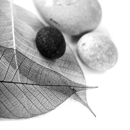 zen stones and skeleton leaves over white (black and white image)の写真素材