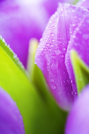 Pink tulips with water drops の写真素材