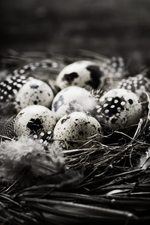 Birds nest with eggs (easter composition)の写真素材