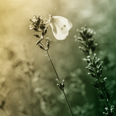 A little butterfly on a flower in a meadowの写真素材
