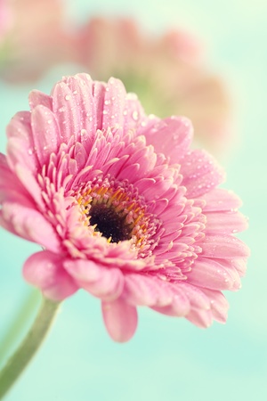 Close up abstract of colorful pink daisy gerbera flowersの写真素材