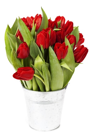fresh red tulips on white backgroundの写真素材