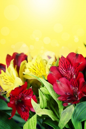 Flowers background with fresh red flowersの写真素材