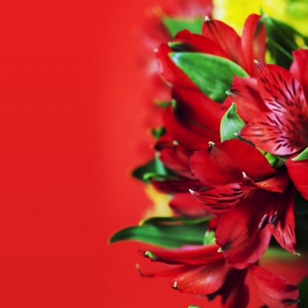 Flowers background with beautiful red flowersの写真素材