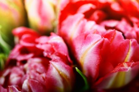 Fresh Pink tulips  background - selective focusの写真素材