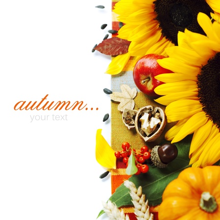 Harvested pumpkins with fall leaves, flowers and fruits over whiteの写真素材