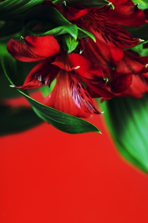 Flowers background with beautiful red flowersの写真素材