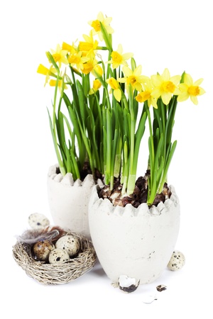 easter composition with eggs and spring flowers on white backgroundの写真素材
