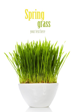 fresh spring green grass in a pot (with easy removable sample text)の写真素材