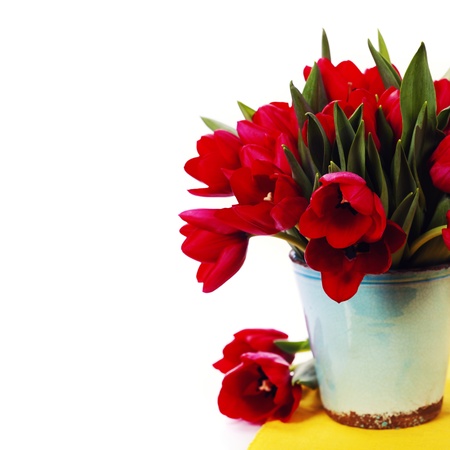 beautiful red tulips  isolated on white backgroundの写真素材