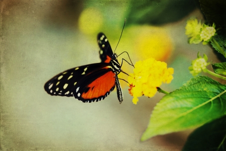 Monarch Butterfly on a spring flower overlaid with grunge textureの写真素材