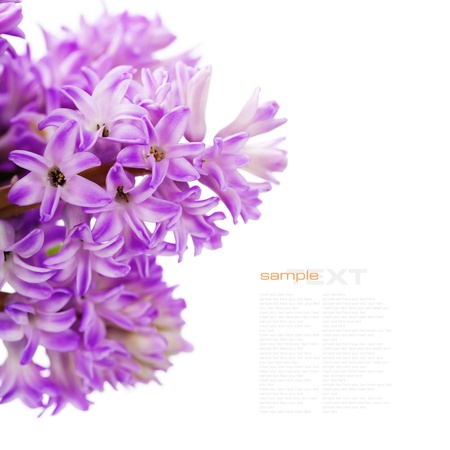 Beautiful Pink Hyacinths  over white(with easy removable sample text)の写真素材