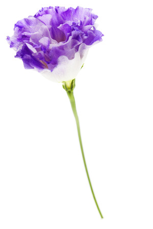 White and purple eustoma flowers isolated on whiteの写真素材