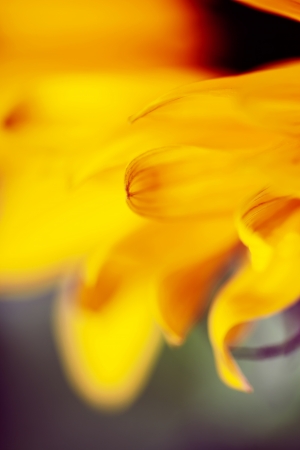 Beautiful fresh yellow Sunflowers  closeupの写真素材