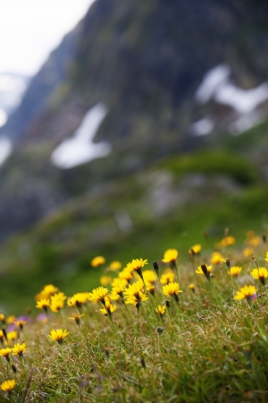 Field of  wild flowers with  Mountains in background の写真素材