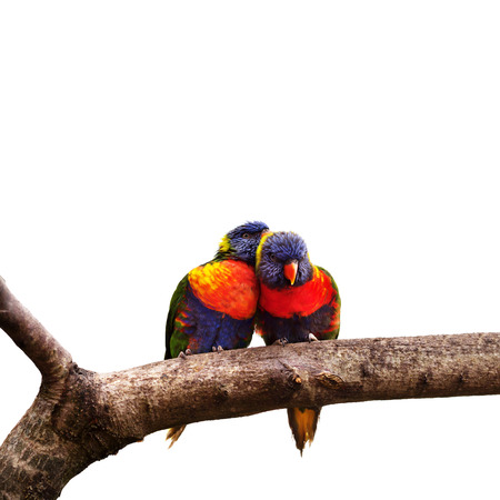 Pair of Rainbow Lorikeetsの写真素材