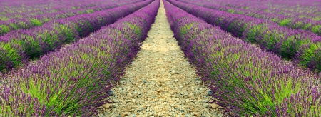 Beautiful image of lavender field の写真素材