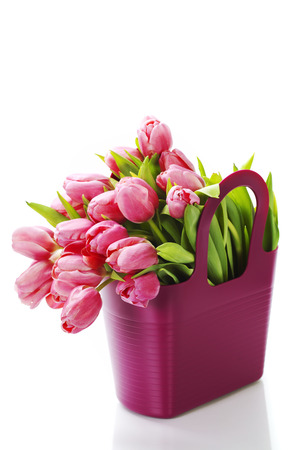 Pink tulips on white background の写真素材