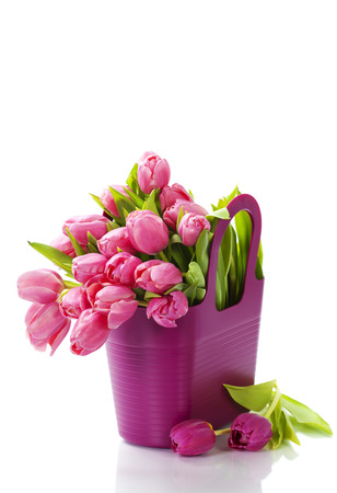 Pink tulips on white background の写真素材