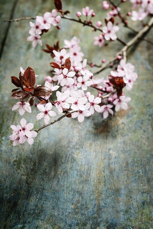 Spring blossom on rustic wooden tableの写真素材
