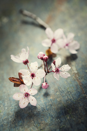Spring blossom on rustic wooden tableの写真素材