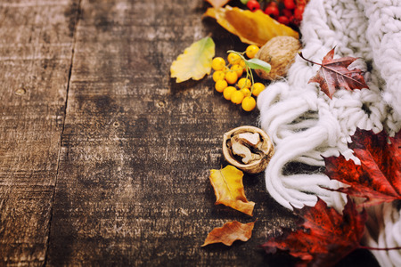 Fall leaves for an autumn composition with copy spaceの写真素材