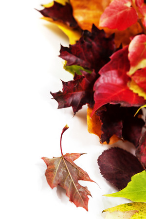 Autumn Leaves on white backgroundの写真素材
