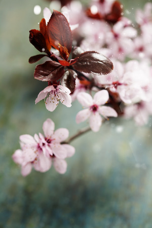 Spring blossom on rustic wooden tableの写真素材