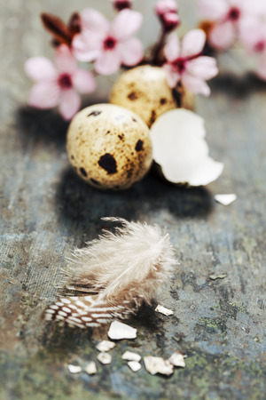 Easter composition with quail eggs and Cherry Blossom branchesの写真素材