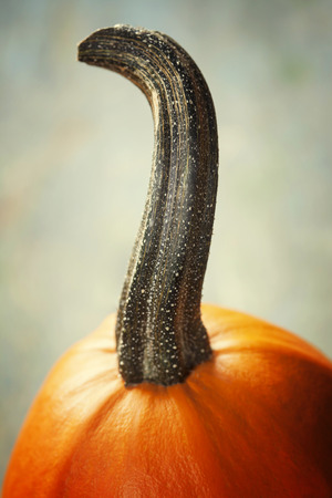Autumn pumpkins  on wooden boardの写真素材