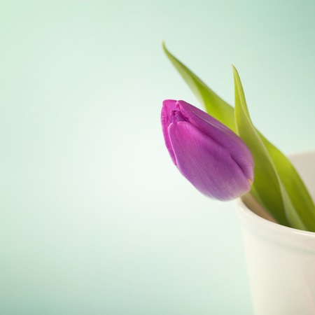 Spring tulips on blue backgroundの写真素材