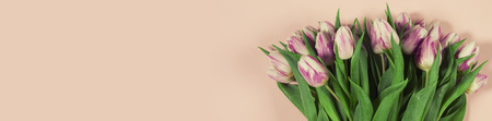 Pink tulips on pink background. Flat lay.の写真素材